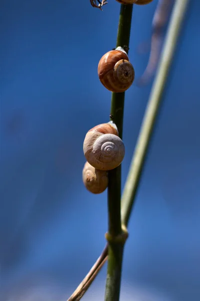 小蜗牛在芬芳树枝上 — 图库照片
