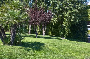 Bir şehir parkında çok renkli bitki örtüsü