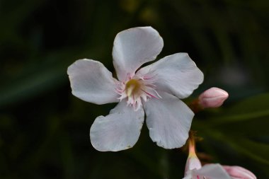 Beş yaprakları ile güzel beyaz çiçek
