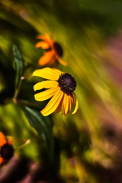 Schöne Gelbe Und Schwarze Gänseblümchen Blume — Stockfoto