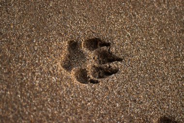 Sahilde kumda köpek ayak izi