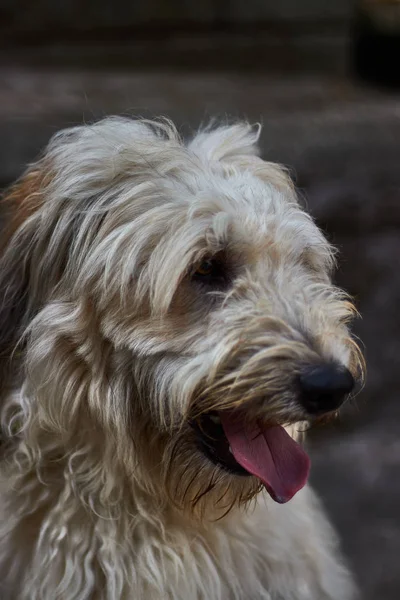 Vit Hund Mycket Håriga Och Vackra — Stockfoto