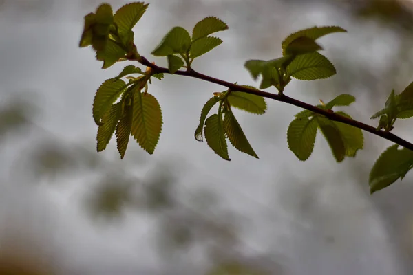 Blätter Auf Einem Ast Mit Wassertropfen — Stockfoto
