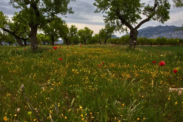 Πράσινο Χωράφι Κίτρινα Και Κόκκινα Λουλούδια Και Δέντρα — Φωτογραφία Αρχείου