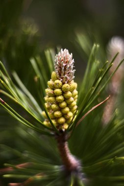 Çam dalı üzerinde Bud
