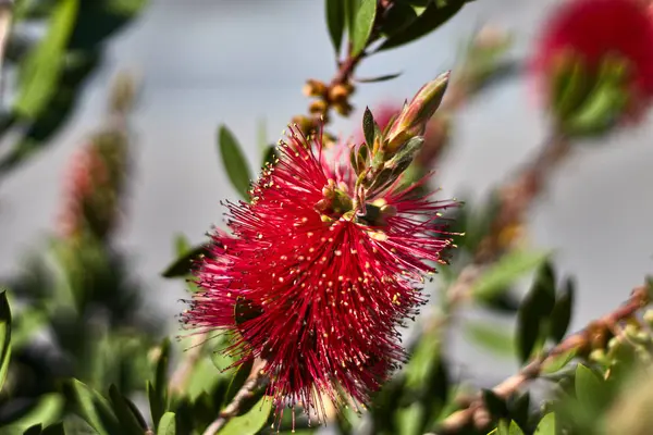 bir dalda kırmızı çiçek