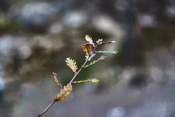 Zweig Mit Grünen Und Braunen Blättern — Stockfoto