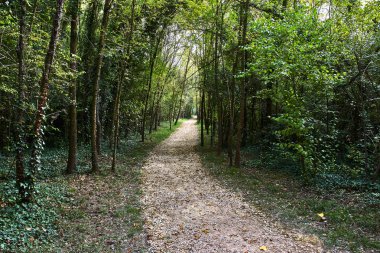 Orman ağaçları arasında yol