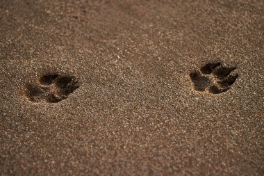 Kumsaldaki köpek ayak izleri..