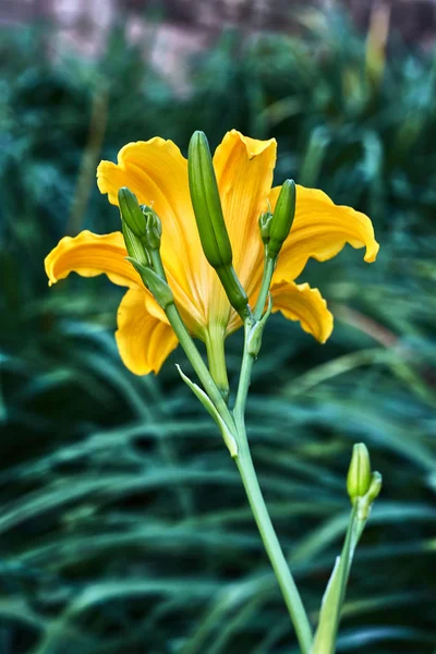 Žlutý Květ Zelenými Pupeny — Stock fotografie
