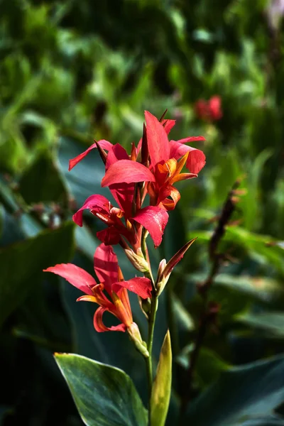 Цветок Красными Лепестками Парке — стоковое фото