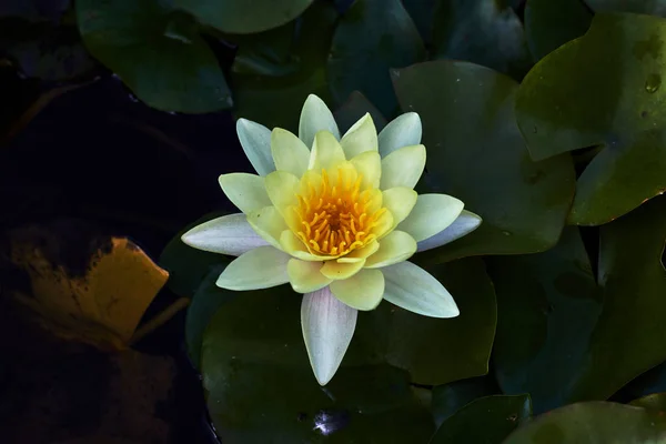 White Yellow Water Lily — Stock Photo, Image