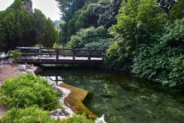 Bro Över Damm Bland Vegetation — Stockfoto