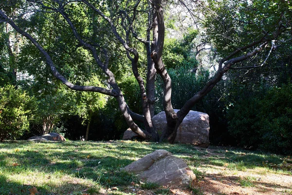 Árbol Con Rocas Hierba Verde — Foto de Stock