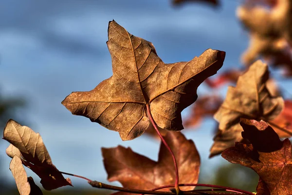 Dry Leaf Red Petiole — Stockfoto