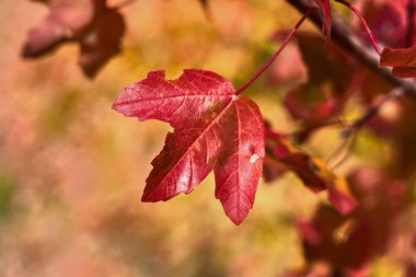Bir dalda kurumuş kırmızı yaprak
