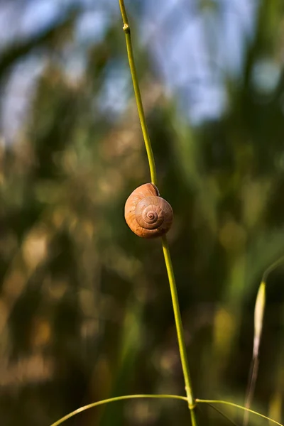 Piccola Lumaca Sul Gambo Una Pianta — Foto Stock