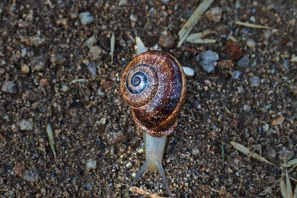 Brown Shell Snail Crawling Ground — Stock Photo, Image