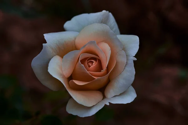 Beautiful Rose White Pink Petals — Stock Photo, Image