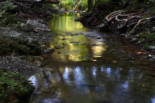 Flod Mellan Träden Skog — Stockfoto