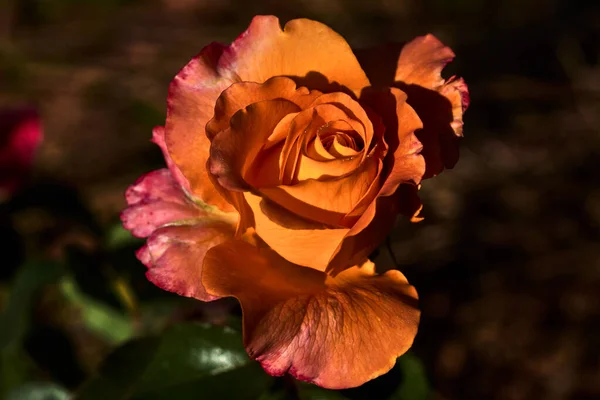 Schöne Rose Mit Roten Und Gelben Blütenblättern — Stockfoto