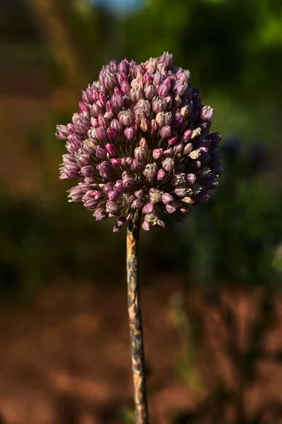 Långstjälkad Växt Med Små Lila Blommor — Stockfoto