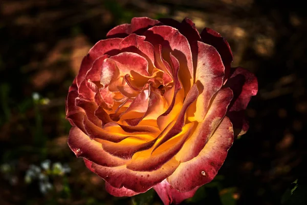 Schöne Rose Mit Großen Roten Und Gelben Blütenblättern — Stockfoto