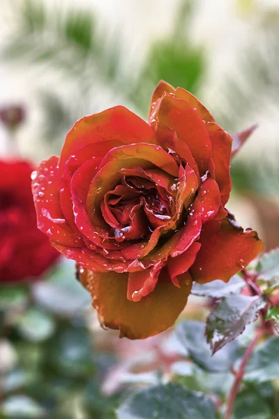 Mooie Roos Met Rode Gele Bloemblaadjes Met Regendruppels — Stockfoto