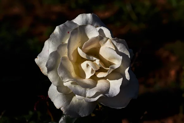 Belle Rose Aux Pétales Blancs — Photo