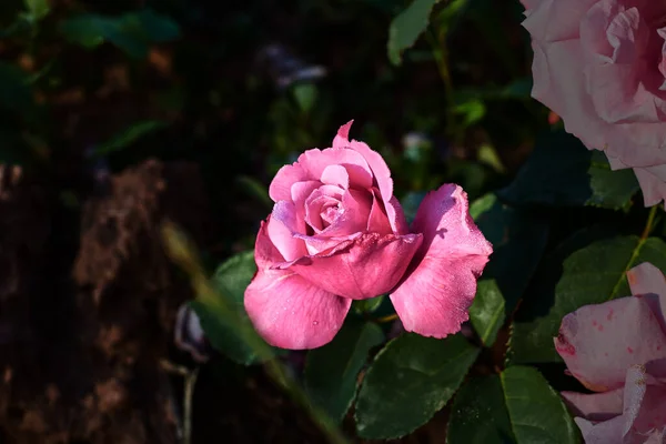 Hermosa Rosa Con Pétalos Rosados — Foto de Stock