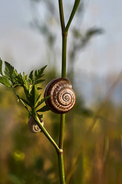 Brown Snail Stem Plant — Stock Photo, Image