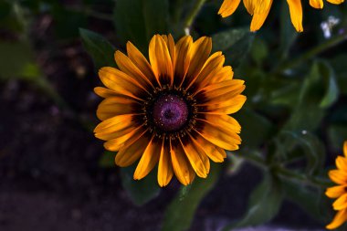 Güzel rudbeckia, sarı yapraklar ve mor karamelli.