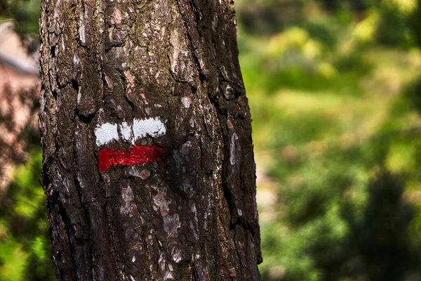 Tree with white and red marking of a long-distance trail