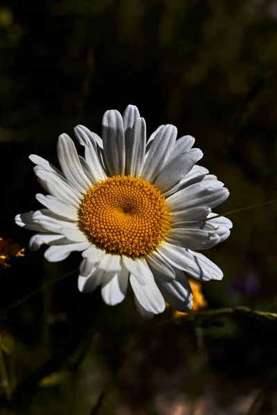Красивая Маргаритка Белыми Лепестками Желтым Пестиком — стоковое фото