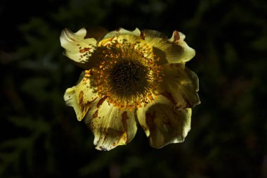 Sarı yapraklı ve çiçekli güzel bir çiçek.