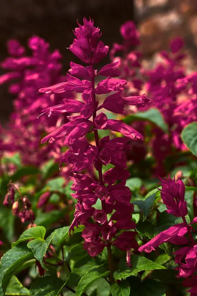 Растение Красивыми Фиолетовыми Цветами — стоковое фото