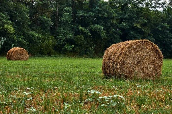 Hay Bales Green Field Next Forest — Stock Photo, Image