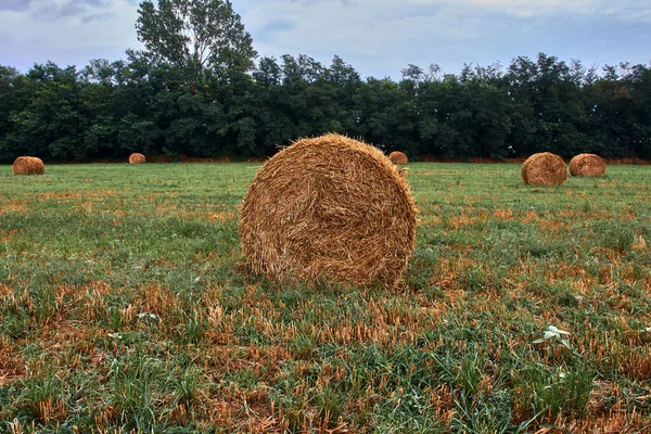 Hay Bale Green Grass Field — Stock Photo, Image