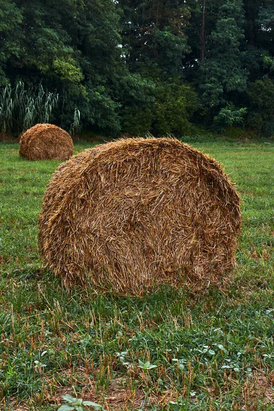 Hay Bales Green Grass Field — Stock Photo, Image