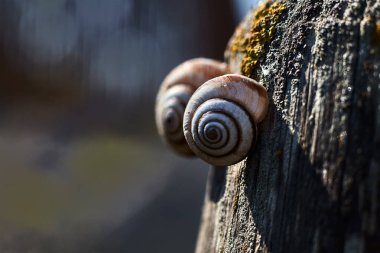 Tahta bir direkte iki salyangoz.