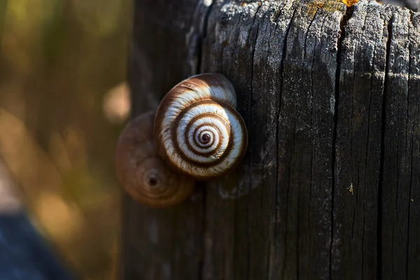 Zwei Schnecken Auf Einem Holzpfosten — Stockfoto