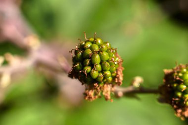 Olgunlaşmamış yeşil renkli böğürtlen, bir dalda