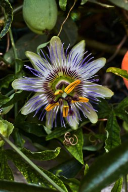 Güzel tutku çiçeği ve yeşil yapraklarla çevrili yeşil meyve.