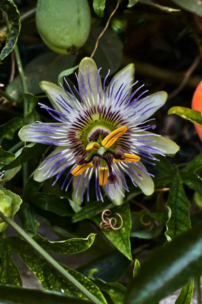 Güzel tutku çiçeği ve yeşil yapraklarla çevrili yeşil meyve.