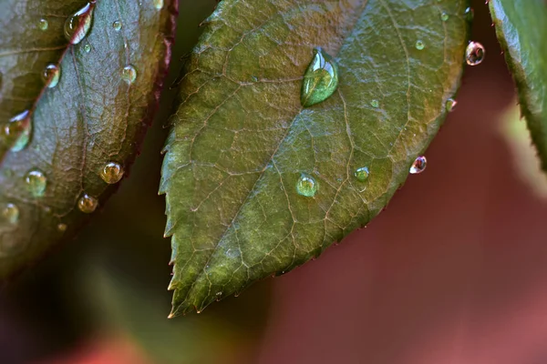Зелене Листя Краплями Роси — стокове фото