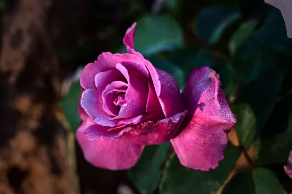 Hermosa Rosa Con Pétalos Rosa Hojas Verdes — Foto de Stock