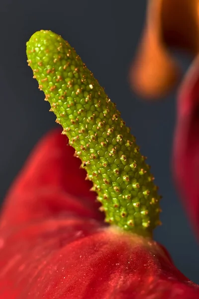 Grüner Stempel Einer Anthurium Pflanze — Stockfoto