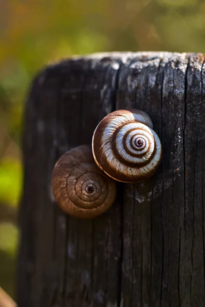 Dois Caracóis Poste Madeira — Fotografia de Stock