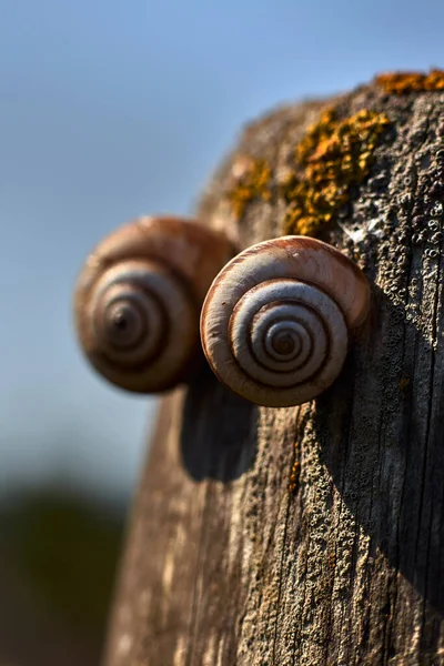 Zwei Schnecken Auf Einem Holzpfosten — Stockfoto