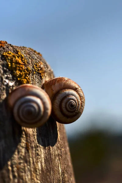 Zwei Schnecken Auf Einem Holzpfosten — Stockfoto